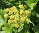 levisticum-AdobeStock_272978758.webp