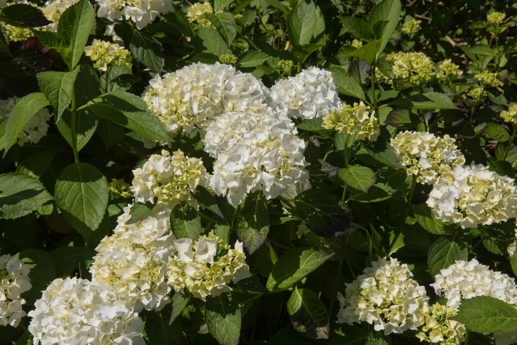 Hydrangea macrophylla madame Emile Mouillere-AdobeStock_370915930 - 0000001178111.webp