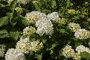 Hydrangea macrophylla madame Emile Mouillere-AdobeStock_370915930 - 0000001178111.webp