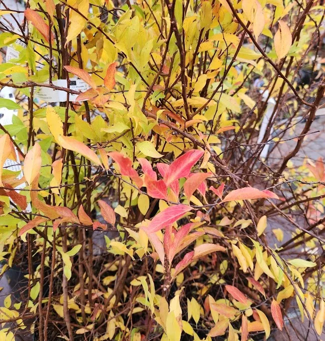 Spiraea prunifolia Goldfire-20251125_144556.webp