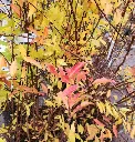 Spiraea prunifolia Goldfire-20251125_144556.webp