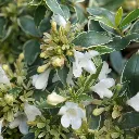 Abelia grandiflora Lucky Lot's-2.webp