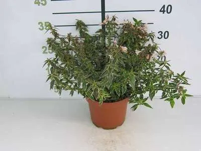 Abelia grandiflora Lucky Lot's-pot-1.webp