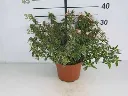 Abelia grandiflora Lucky Lot's-pot-1.webp