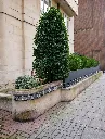 unsplash_oslMG1XOR6s_laurus nobilis.webp