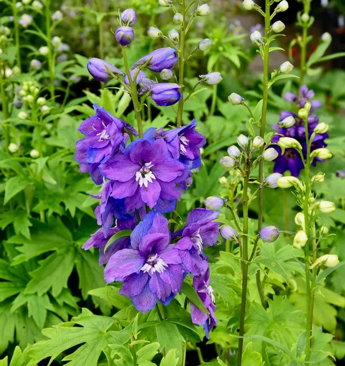 Delphinium_magicfoutain-AdobeStock_827364654_3436901435288.webp