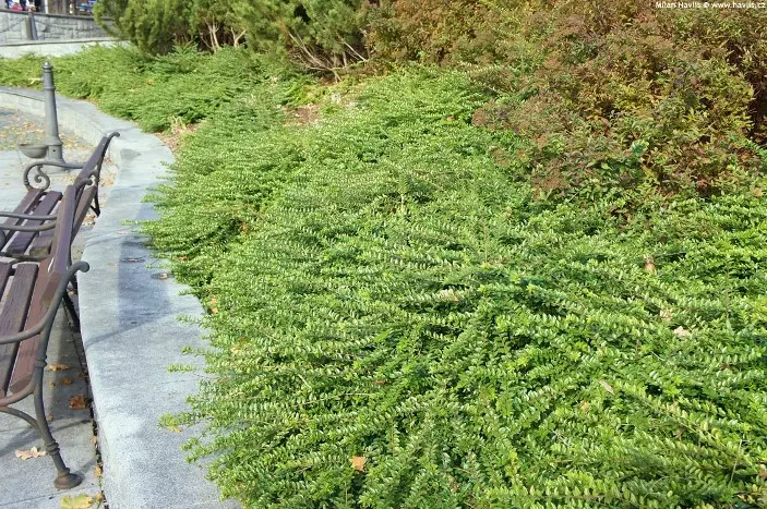 Lonicera nitida maigrun-talus.webp