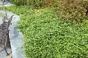 Lonicera nitida maigrun-talus.webp