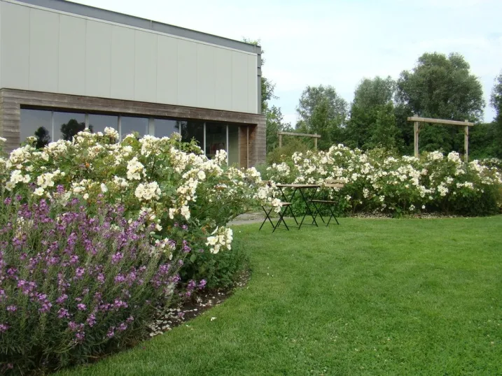 Rosier Rosalita-4.webp