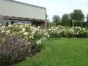 Rosier Rosalita-4.webp