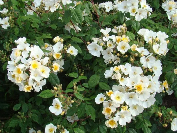 Rosier Rosalita-3.webp