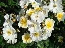 Rosier Rosalita-2.webp