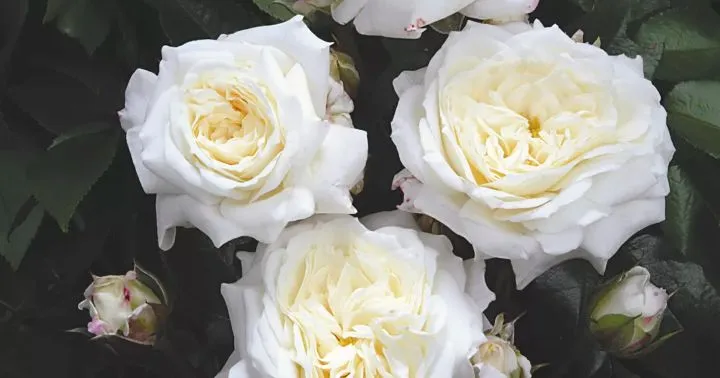 Rosier Alabaster-2.webp