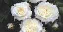 Rosier Alabaster-2.webp