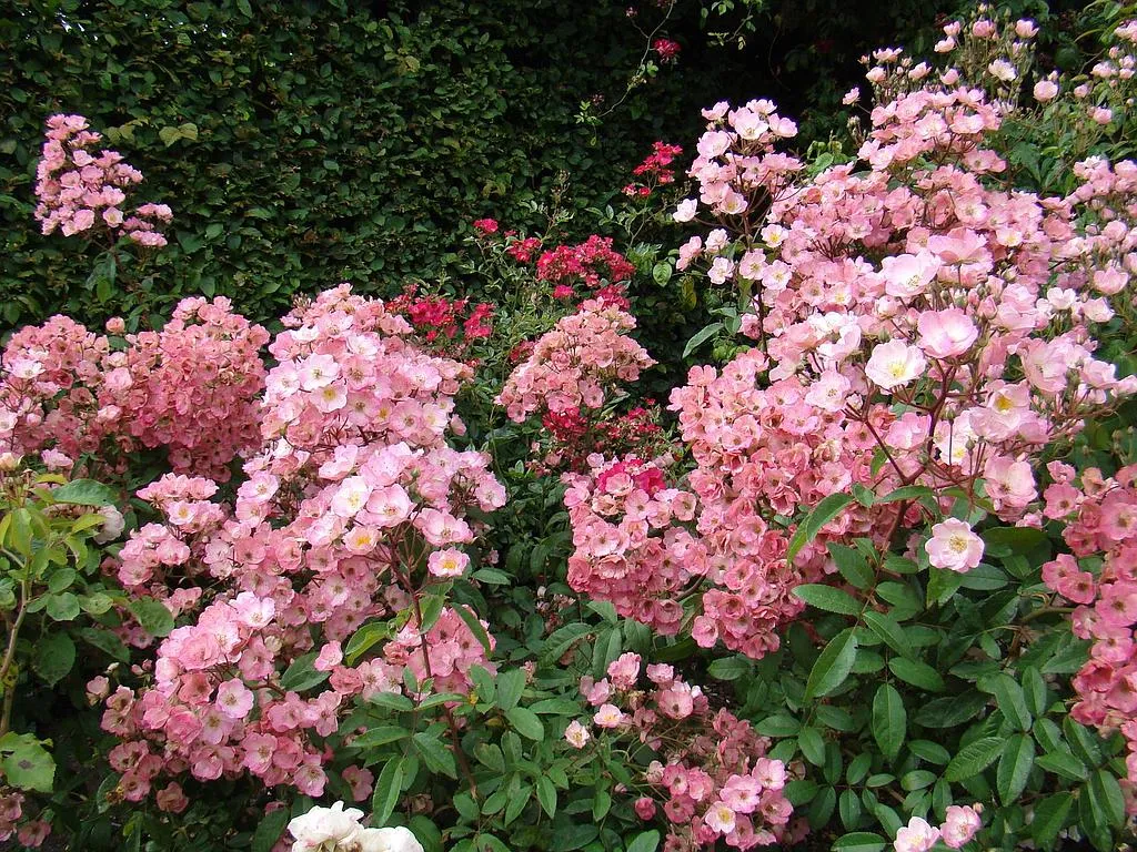 Rosier Alden Biesen®.webp