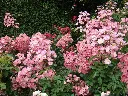 Rosier Alden Biesen®.webp
