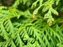 unsplash_iL0bstlyrQI_thuja.webp
