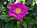 RORJALIC_20250415082349.webp