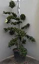 ilex_crenata_kin_me_bonsai_100_125_2.webp