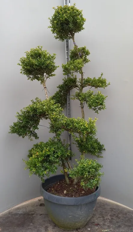 ilex_crenata_kin_me_bonsai_100_125.webp