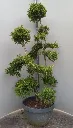 ilex_crenata_kin_me_bonsai_100_125.webp