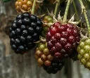 Mûrier Loch Ness-AdobeStock_1769528396.webp