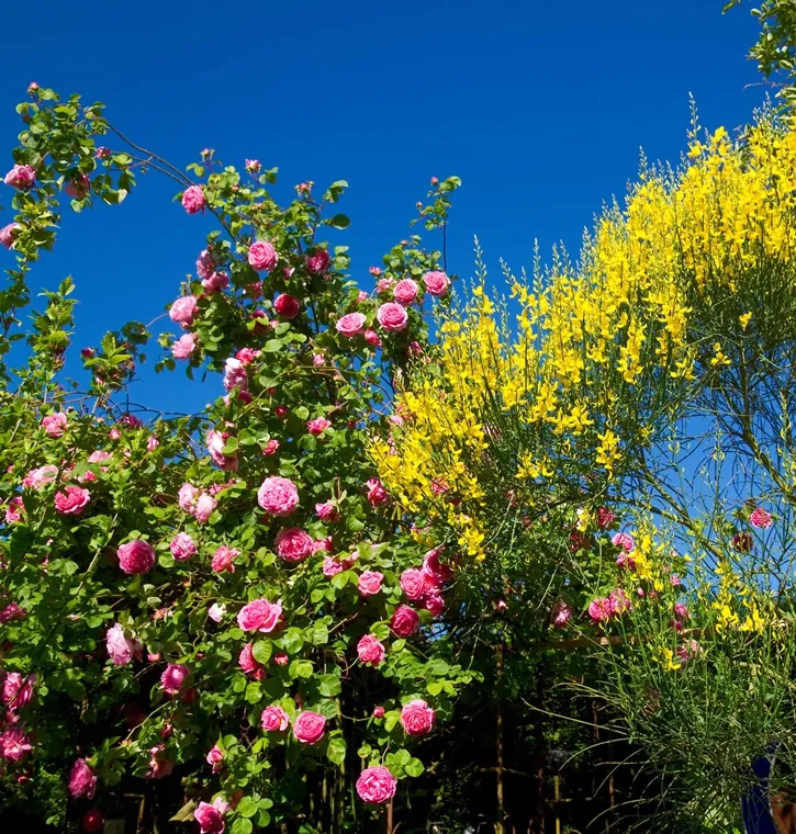 Rosier Constance Spry-AdobeStock_270374689.webp