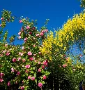 Rosier Constance Spry-AdobeStock_270374689.webp