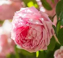 Rosier Constance Spry-AdobeStock_608290083.webp