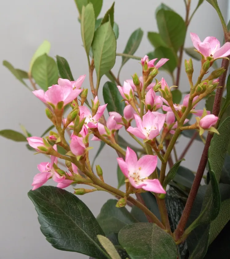 Raphiolepi-indica_pot_fleurs.webp