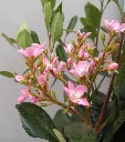 Raphiolepi-indica_pot_fleurs.webp