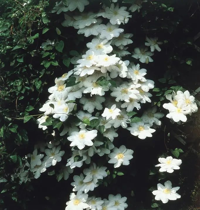 Clematis Madame Lecoultre.webp
