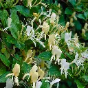 Lonicera japonica Halliana fleurs.webp