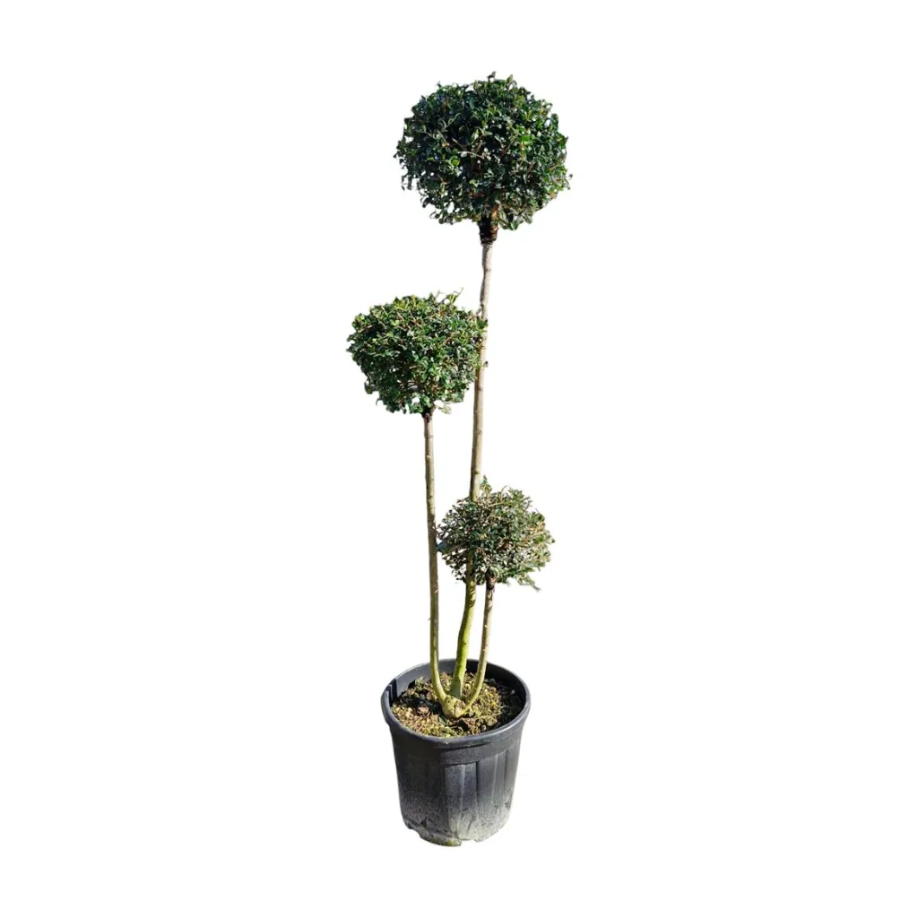 ligustrum_delavayanum_3pompons.webp