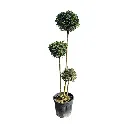 ligustrum_delavayanum_3pompons.webp