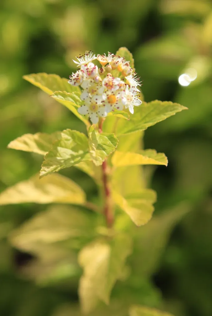 Physocarpus opulifolius 'Minion.webp