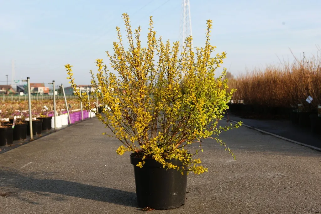 Physocarpus opulifolius 'Minion'-10-1.webp