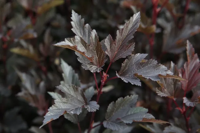 Physocarpus opulifolius SUMMER WINE-2.webp