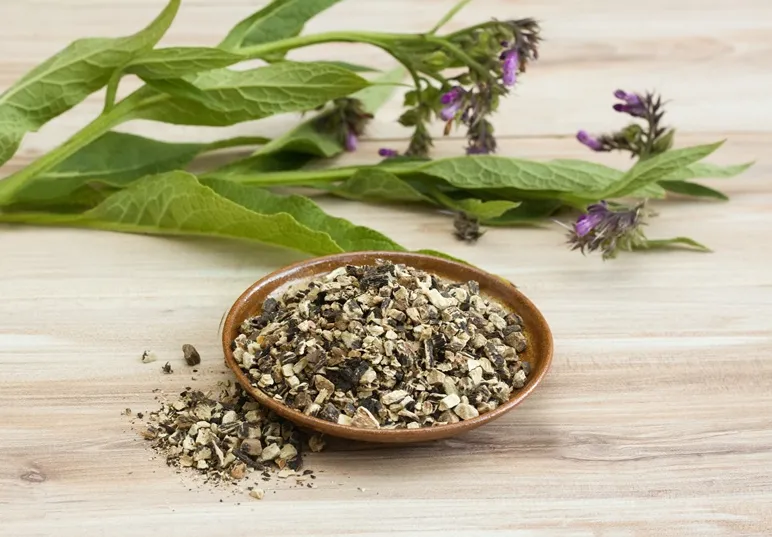 Symphytum officinale-AdobeStock_875804778.webp