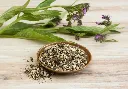 Symphytum officinale-AdobeStock_875804778.webp