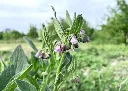 Symphytum officinale-AdobeStock_840324683.webp