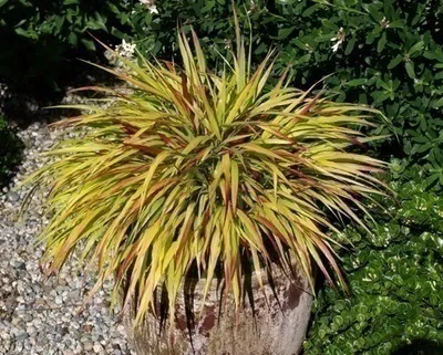 Hakonechloa macra Sunflare-1.webp