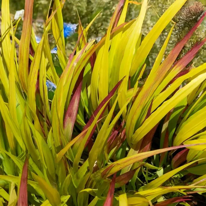 Hakonechloa macra Sunflare-2.webp