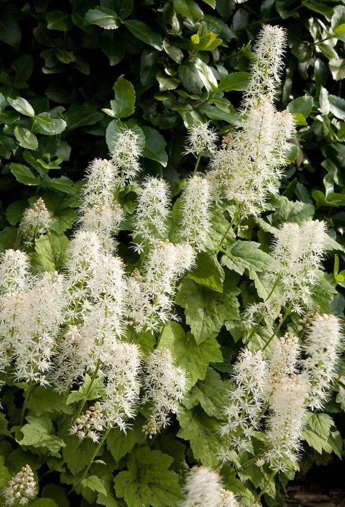 TIARELLA-1.webp
