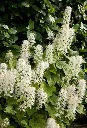 TIARELLA-1.webp