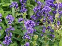 Campanula glomerata Superba-AdobeStock_443984265.webp