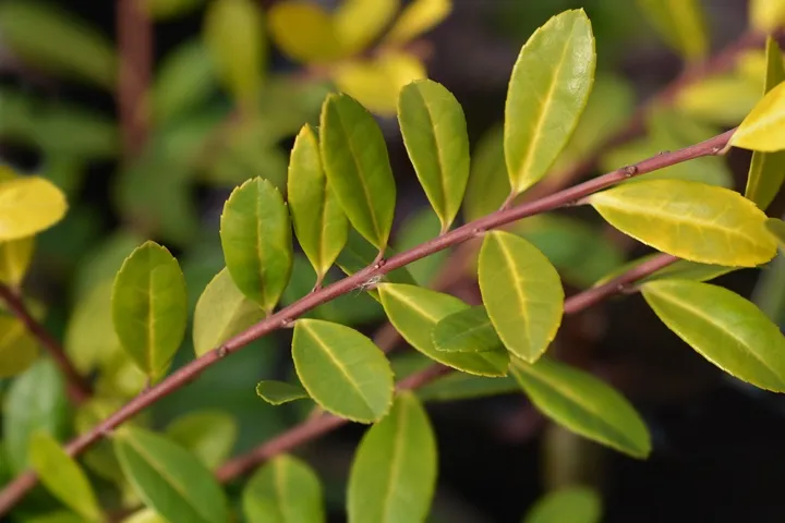 Ilex crenata Golden Gem-AdobeStock_326648916.webp