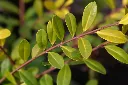 Ilex crenata Golden Gem-AdobeStock_326648916.webp