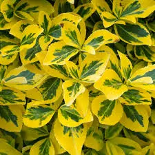 Euonymus fortunei Emerald Gold-1.webp
