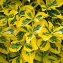 Euonymus fortunei Emerald Gold-1.webp